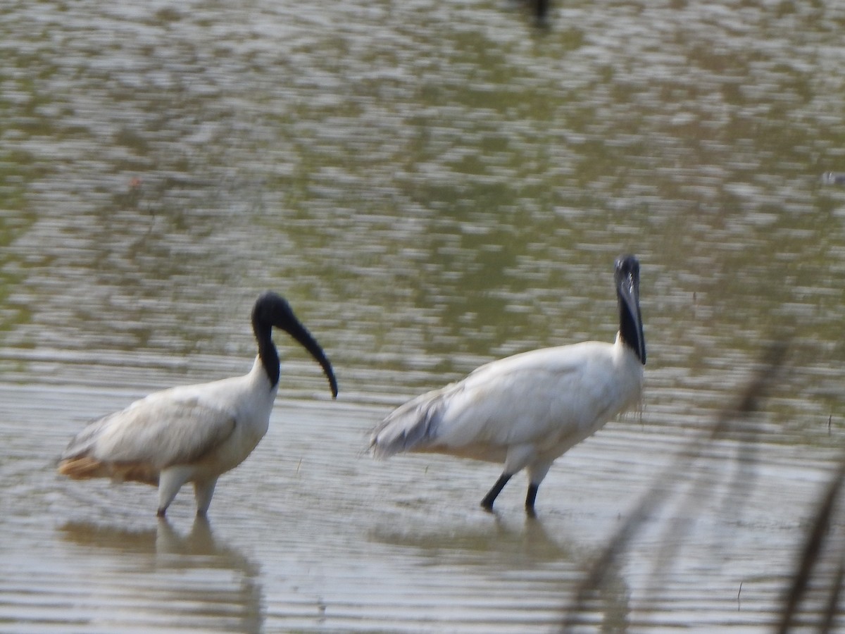 ibis černohlavý - ML534682651