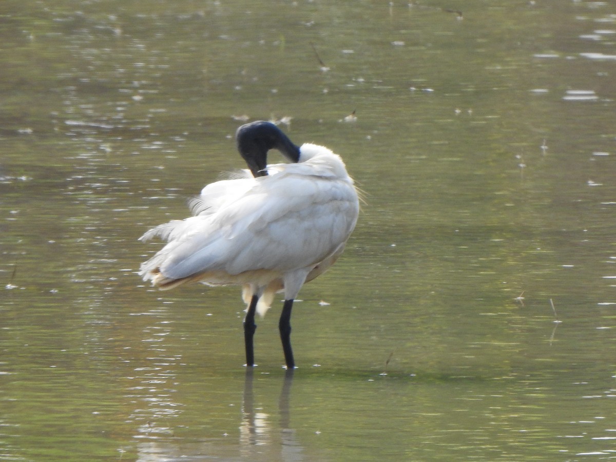 ibis černohlavý - ML534682661