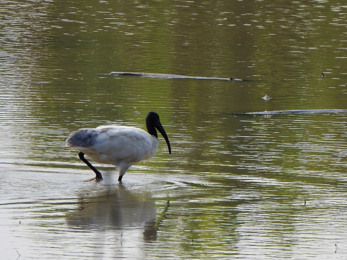 ibis černohlavý - ML534682671