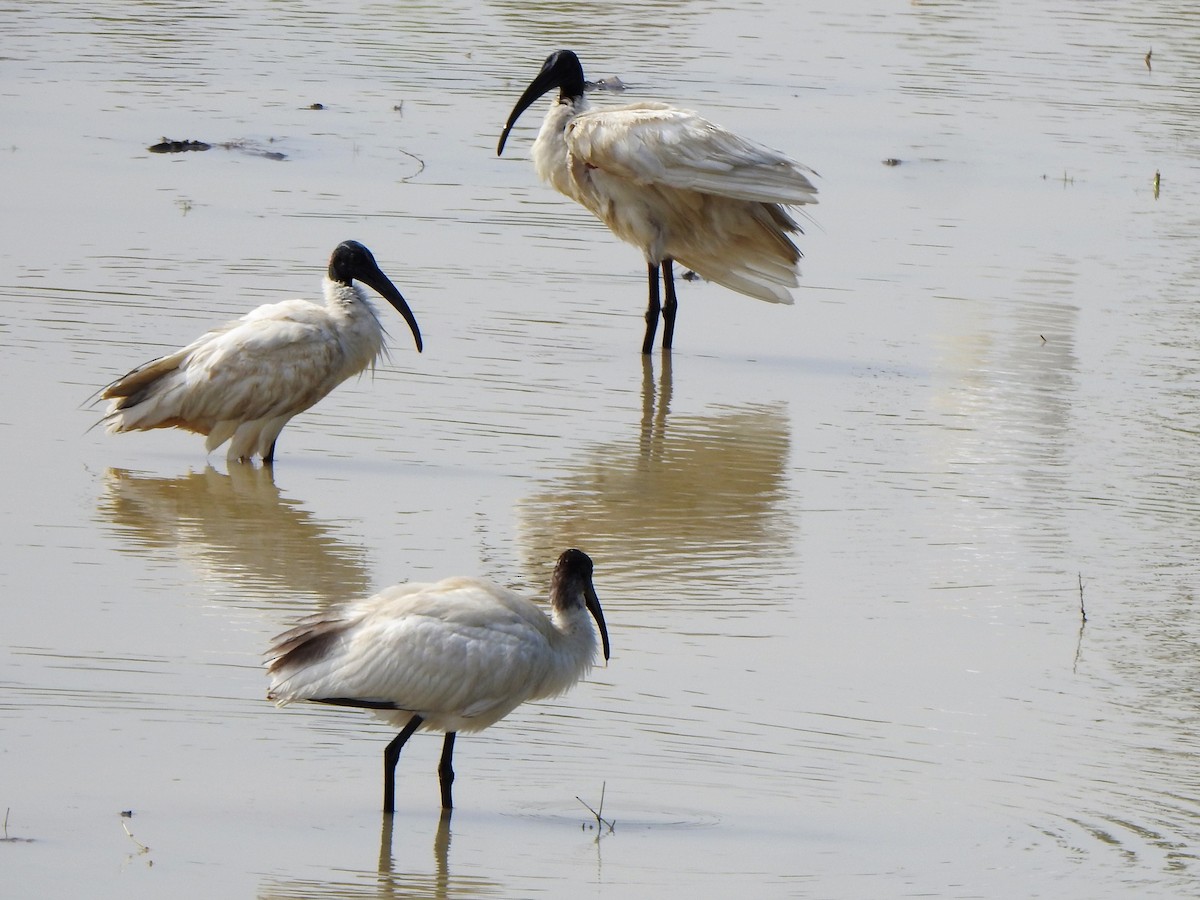 Black-headed Ibis - ML534682751