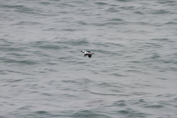 Bufflehead - ML53468451