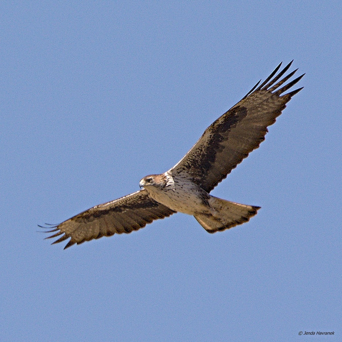 Águila Perdicera - ML534684931