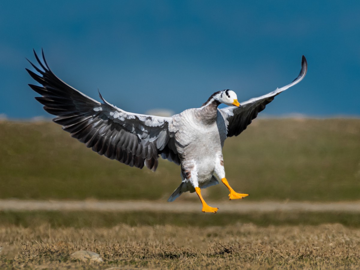 Bar-headed Goose - ML534685261