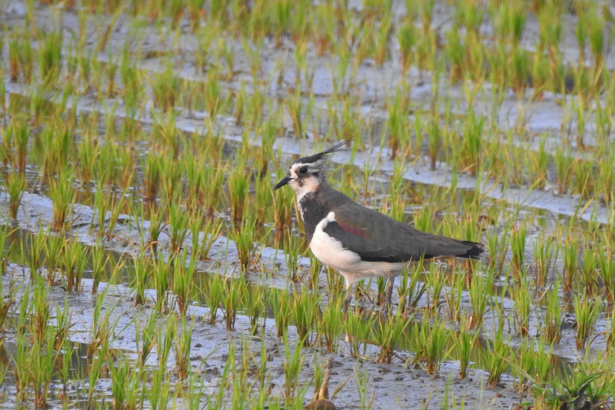 Northern Lapwing - Chi-Lien (綺蓮) Hsueh (薛)