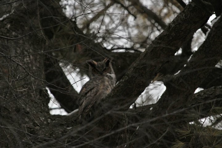 Great Horned Owl - ML53468631