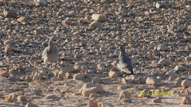 Stock Dove - ML534688901