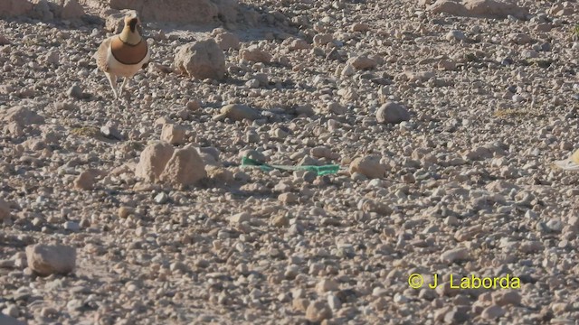 Pin-tailed Sandgrouse - ML534689031