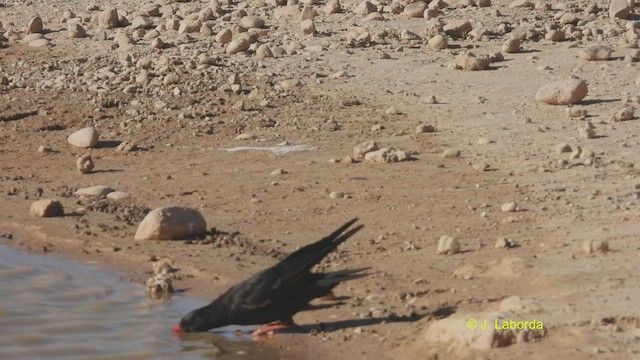 Red-billed Chough - ML534689071