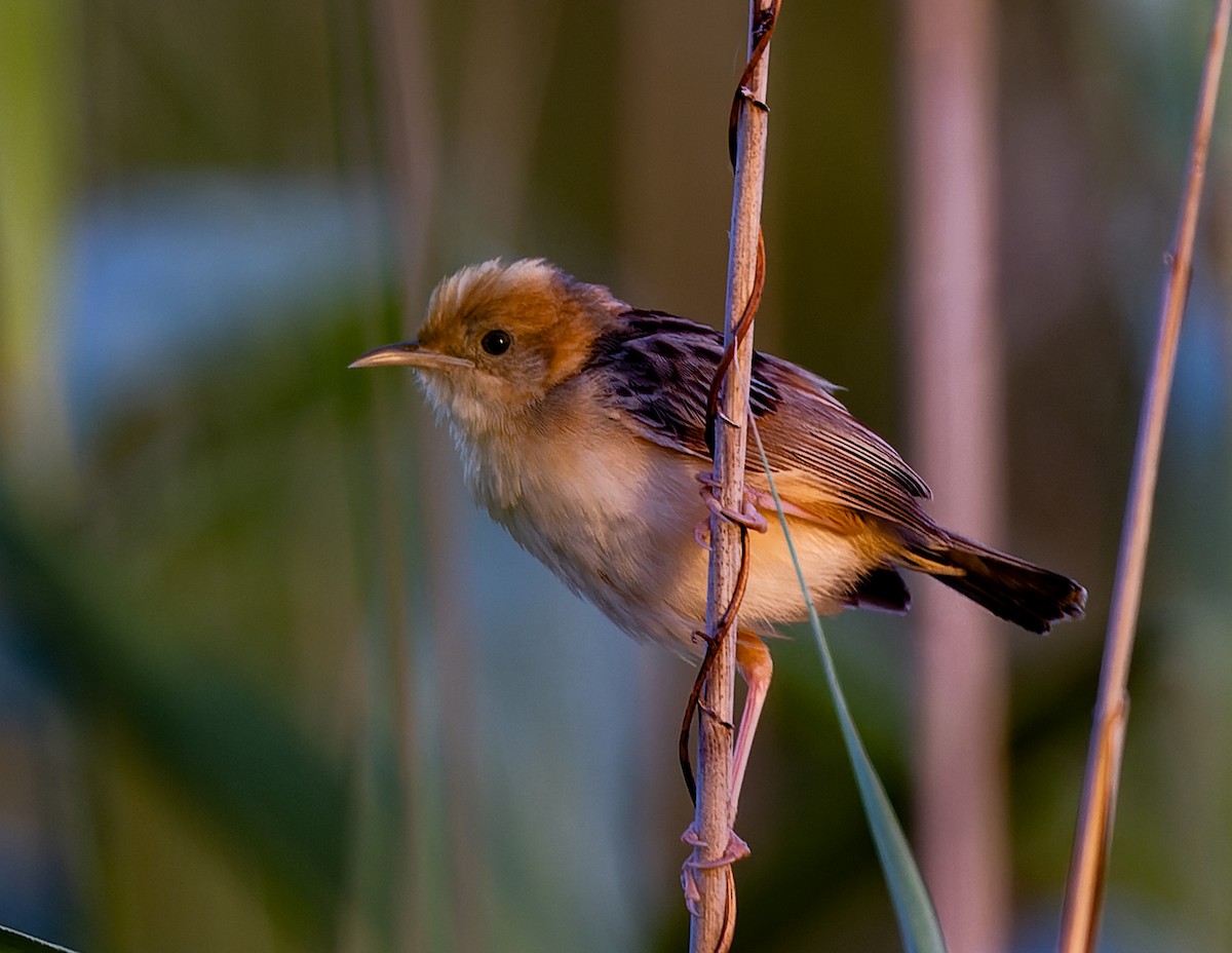 Golden-headed Cisticola - Geoff Dennis