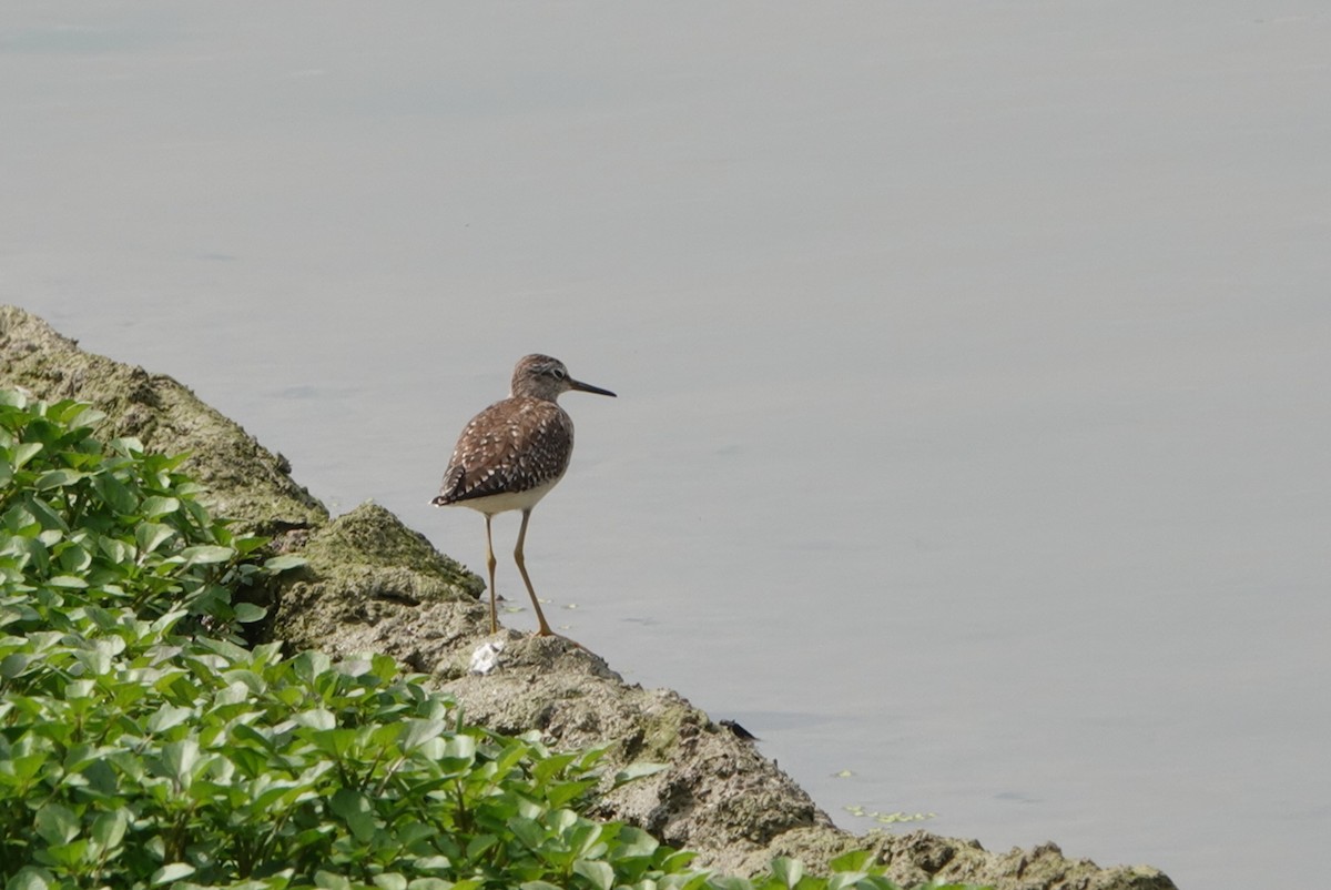 Wood Sandpiper - ML534690221