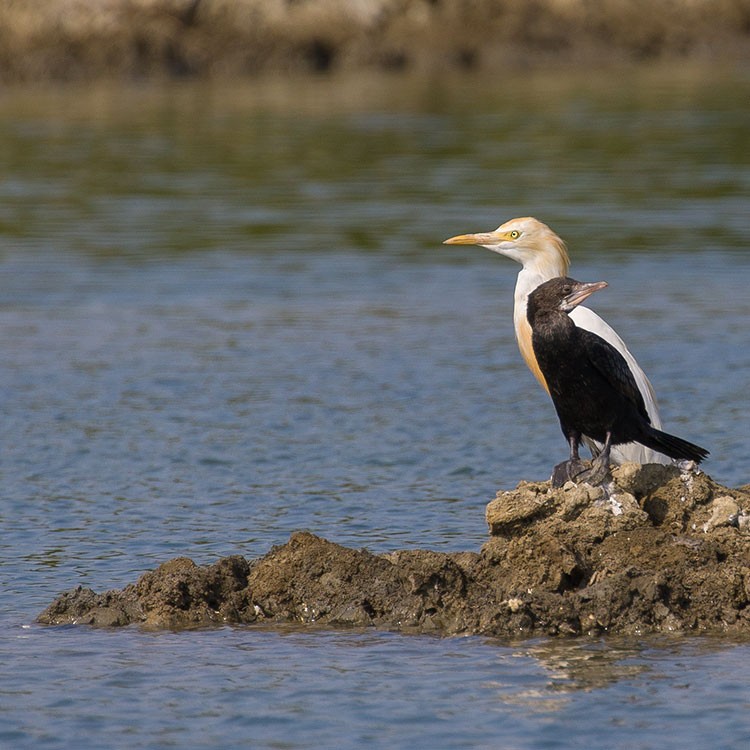 Cormoran de Vieillot - ML534690241