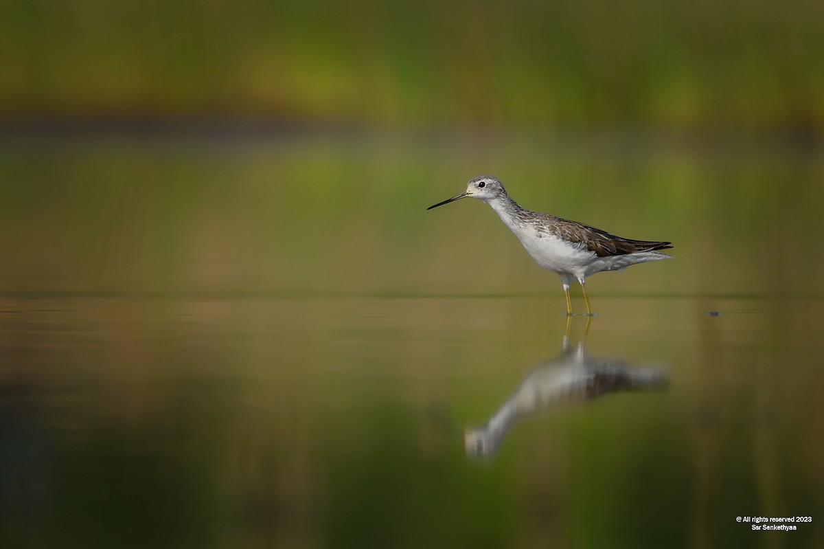 Marsh Sandpiper - Senkethya Sar