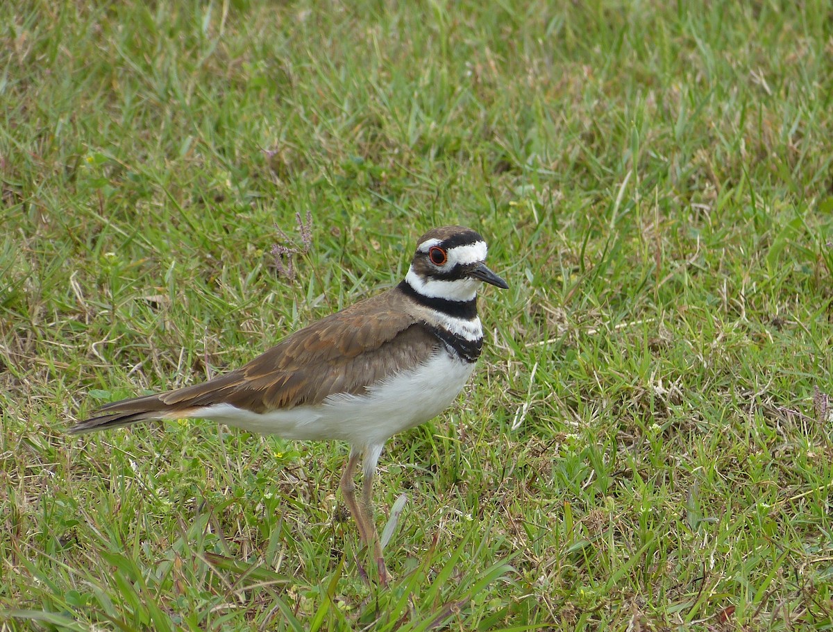 Killdeer - Christina Riehl