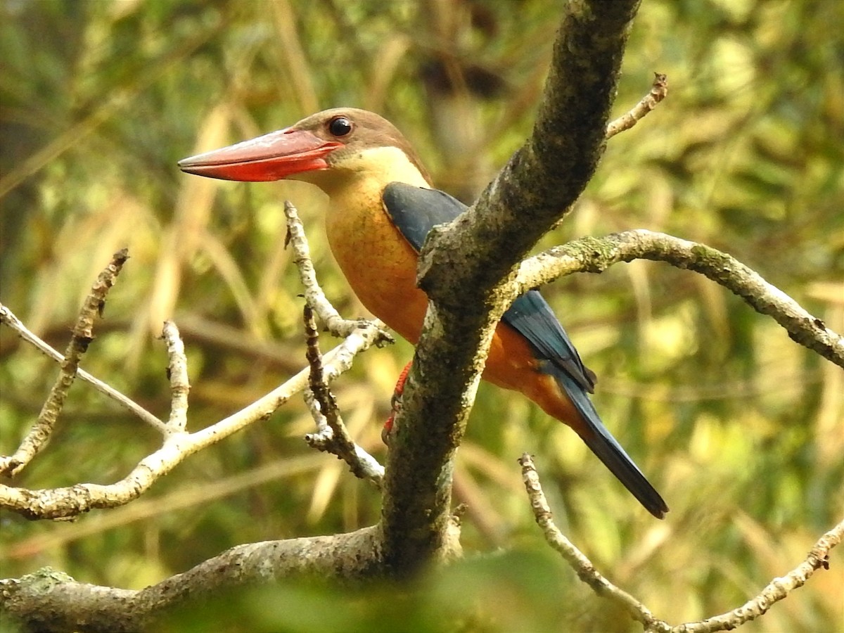 Stork-billed Kingfisher - Sudhanva Jahagirdar