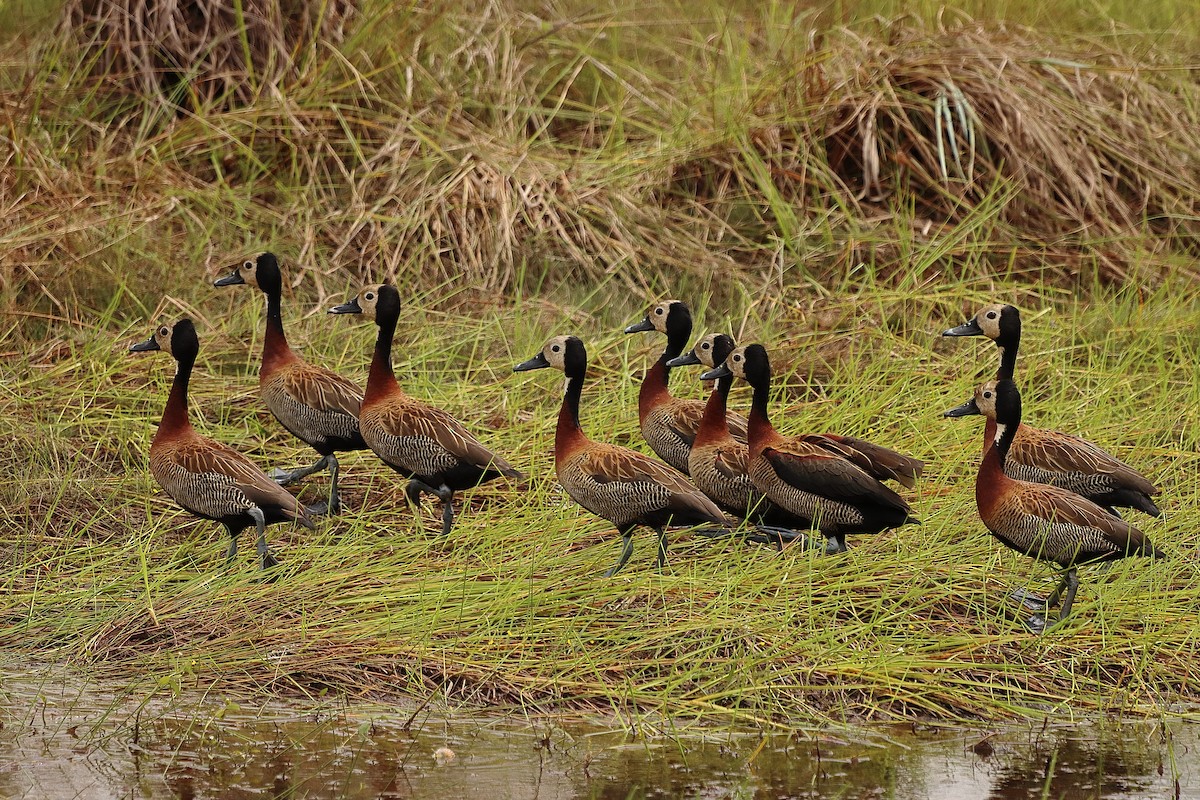 White-faced Whistling-Duck - Brian Cox