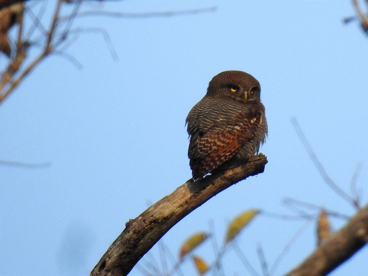 Jungle Owlet - ML534691721