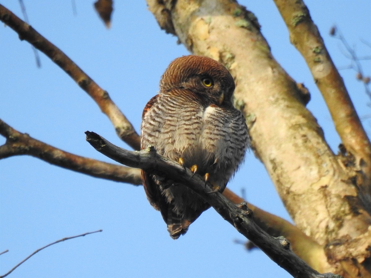 Jungle Owlet - ML534691741