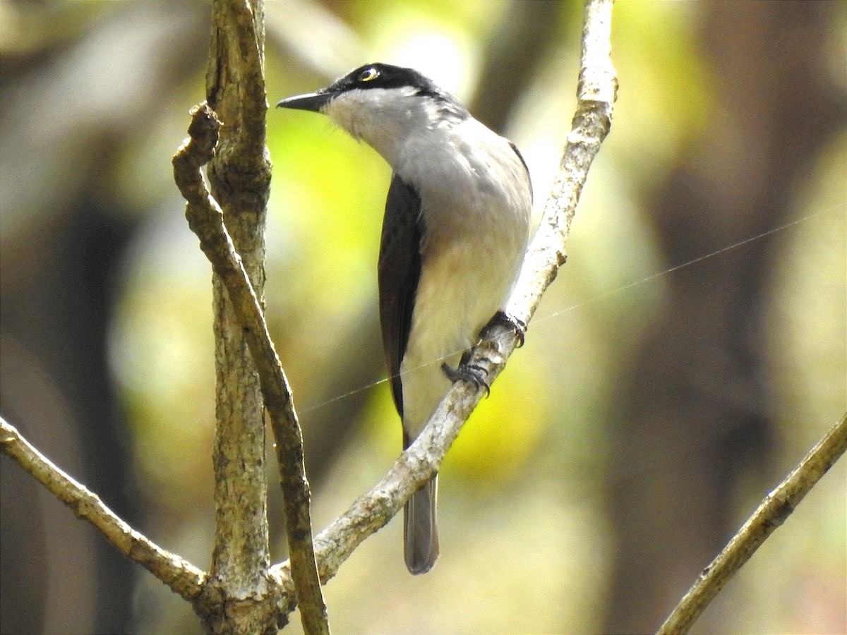 Malabar Woodshrike - Sudhanva Jahagirdar