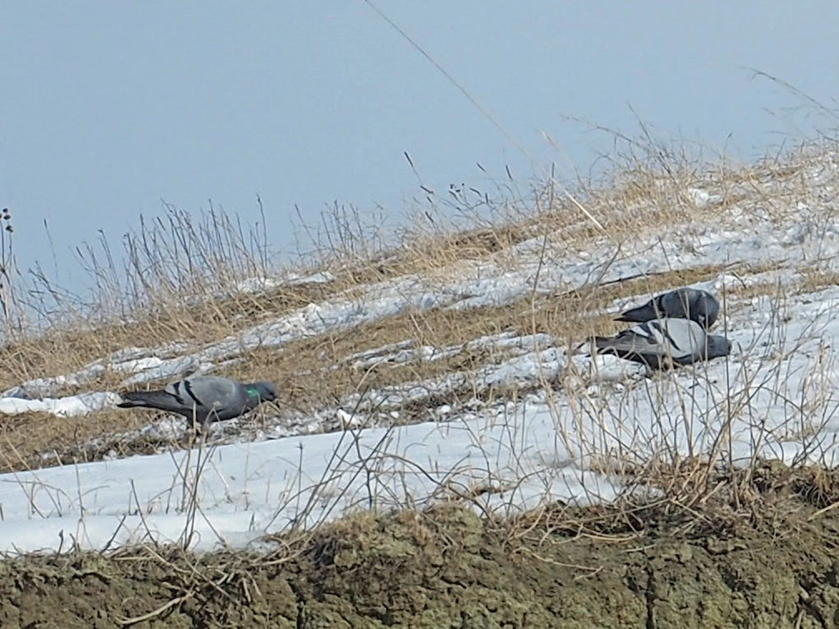 Rock Pigeon (Wild type) - ML534692051