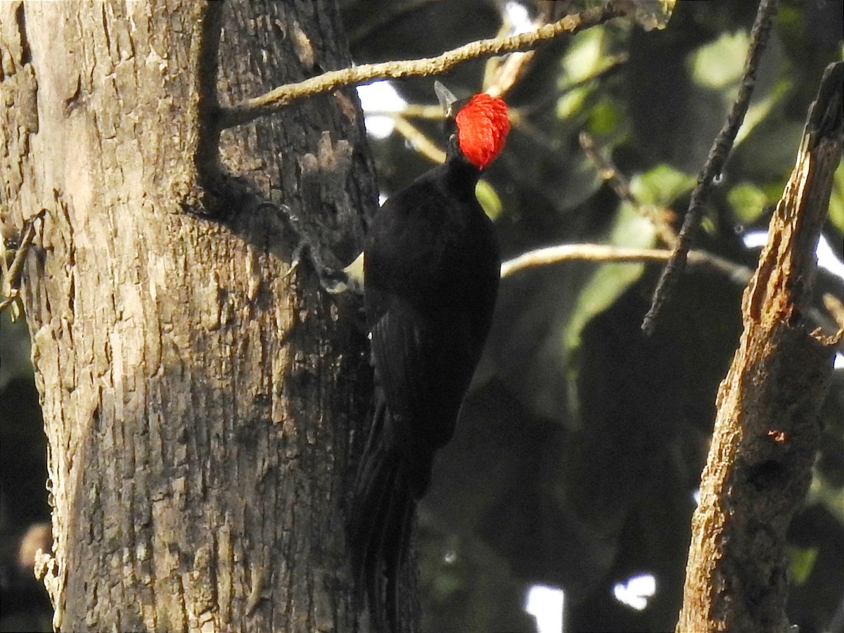 White-bellied Woodpecker - Sudhanva Jahagirdar