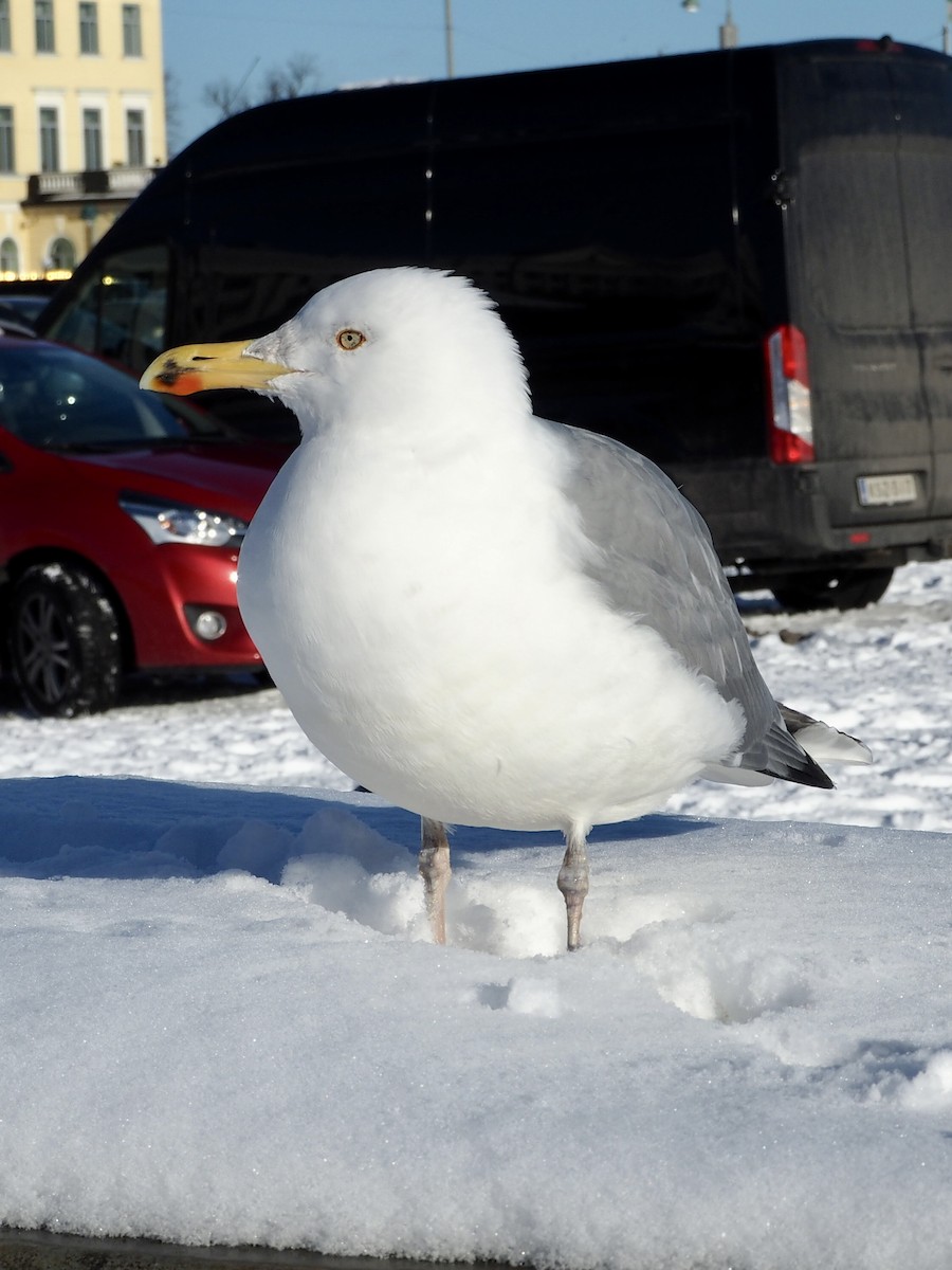 Gaviota Argéntea - ML534693031