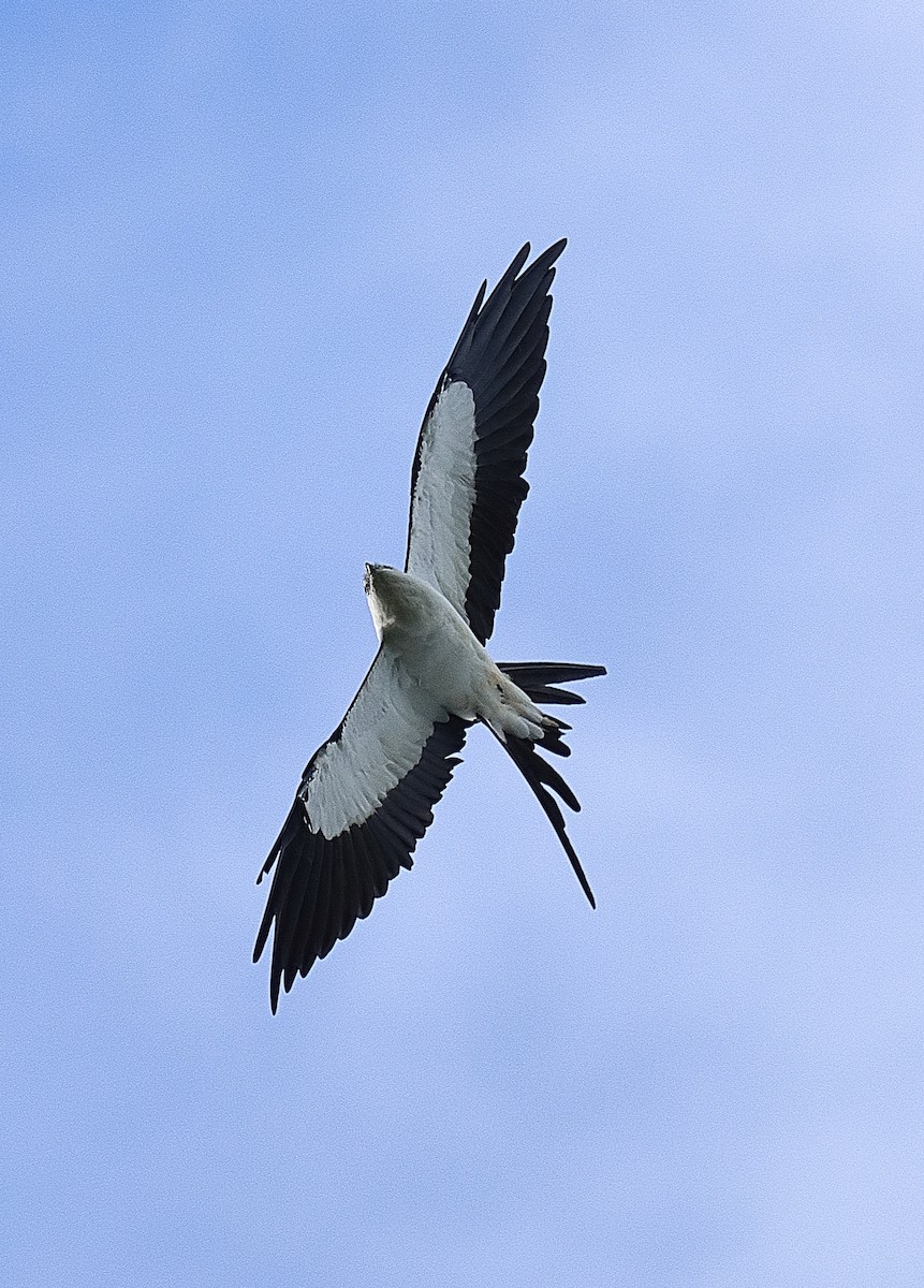 Swallow-tailed Kite - Brian Cox