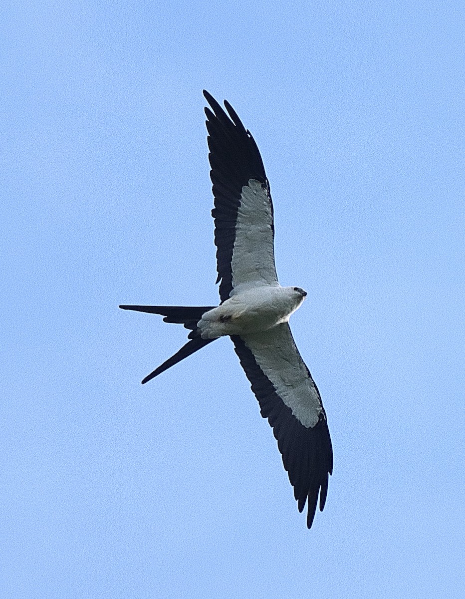 Swallow-tailed Kite - Brian Cox