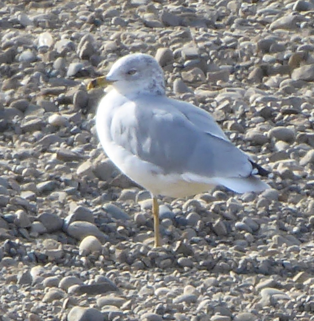 Ring-billed Gull - T A