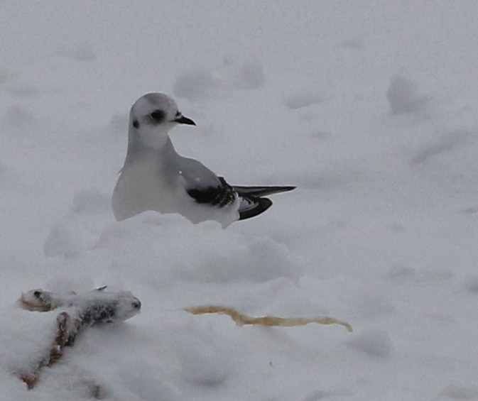 Ross's Gull - ML53469451