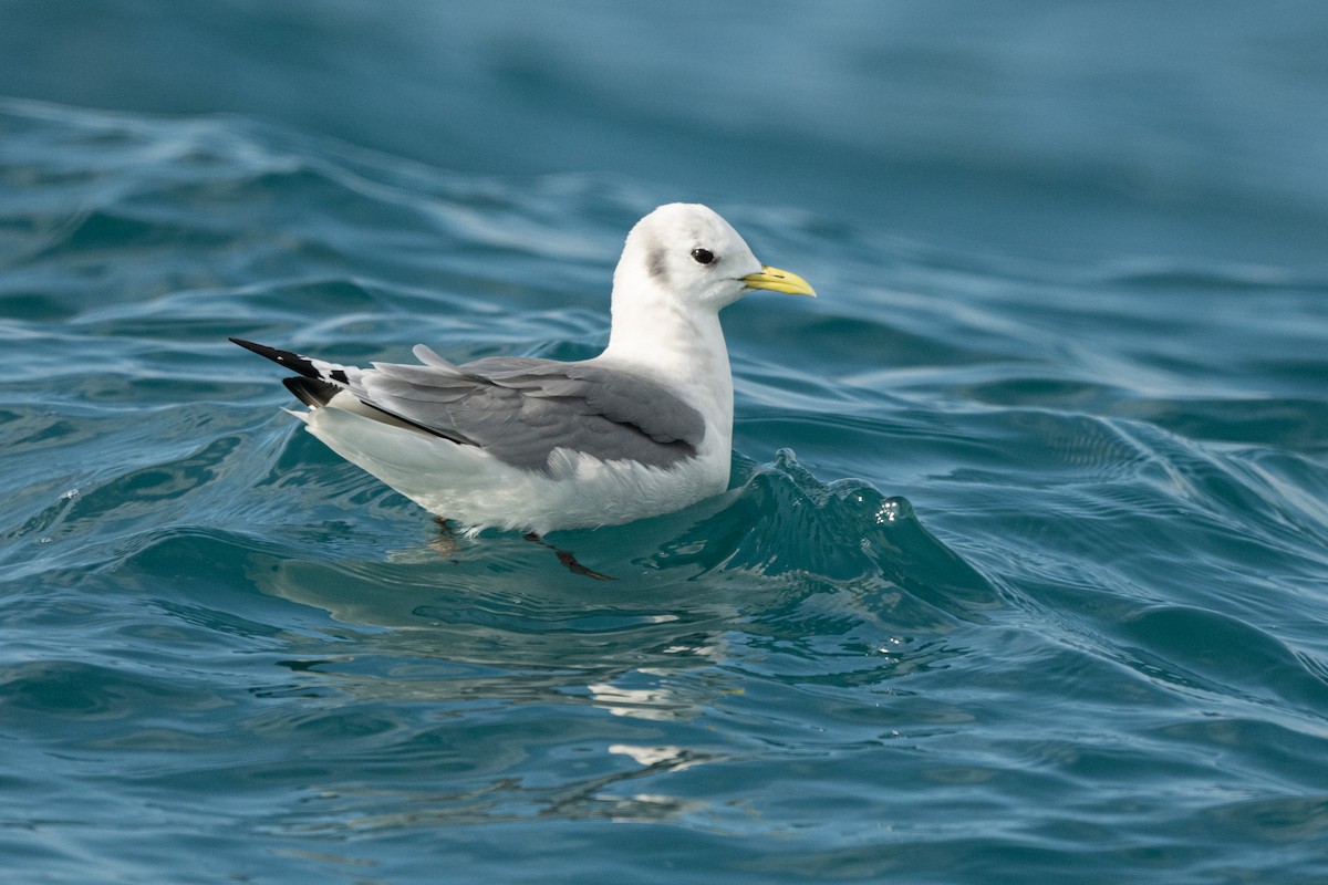 Black-legged Kittiwake - ML534694831