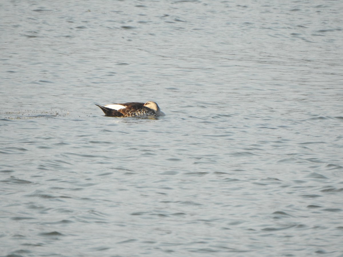 Indian Spot-billed Duck - ML534695191