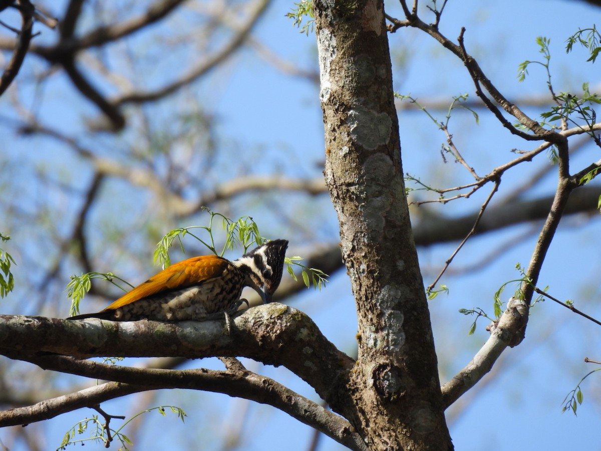 Greater/Common Flameback - ML534695311