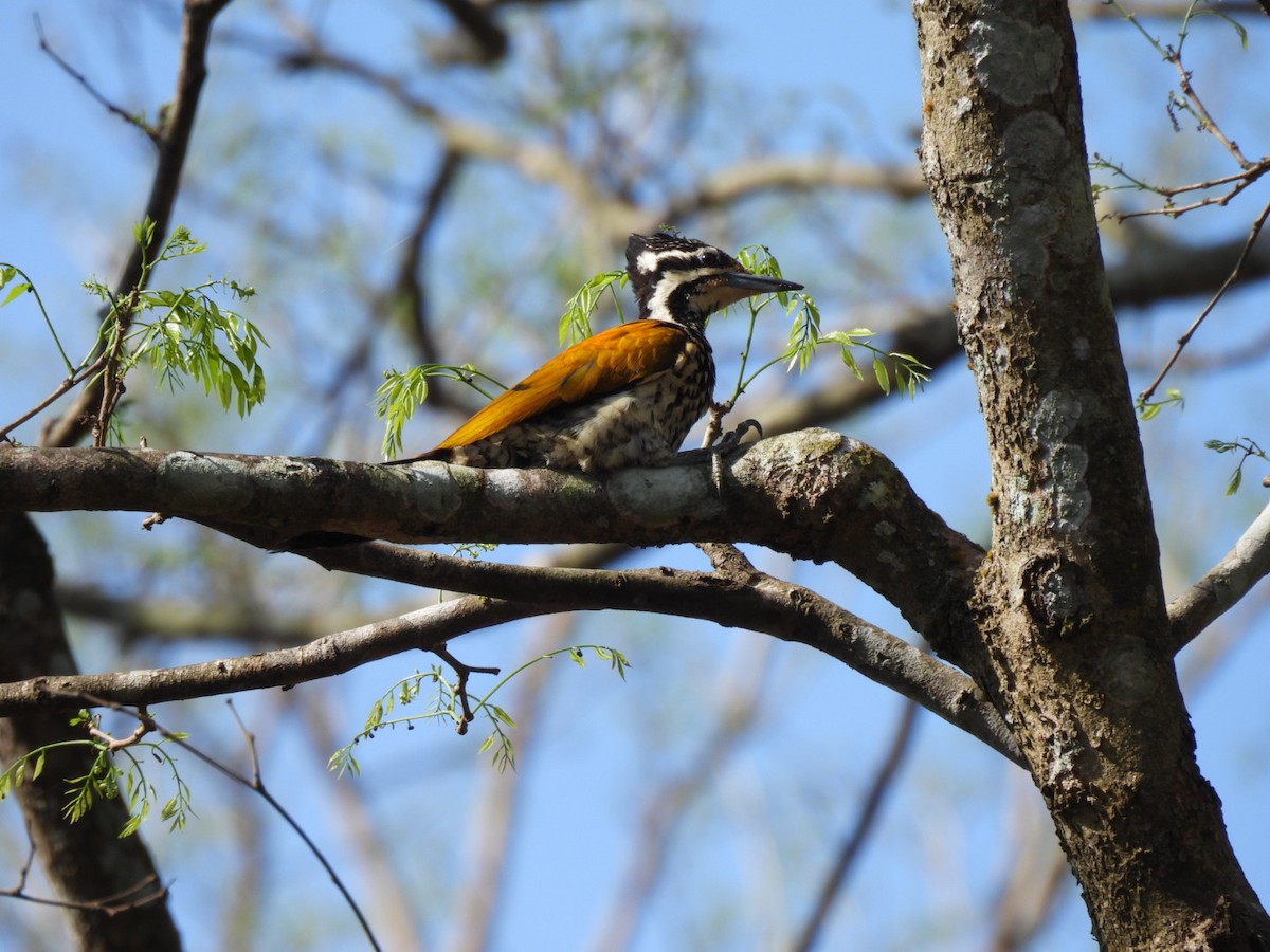 Greater/Common Flameback - ML534695321