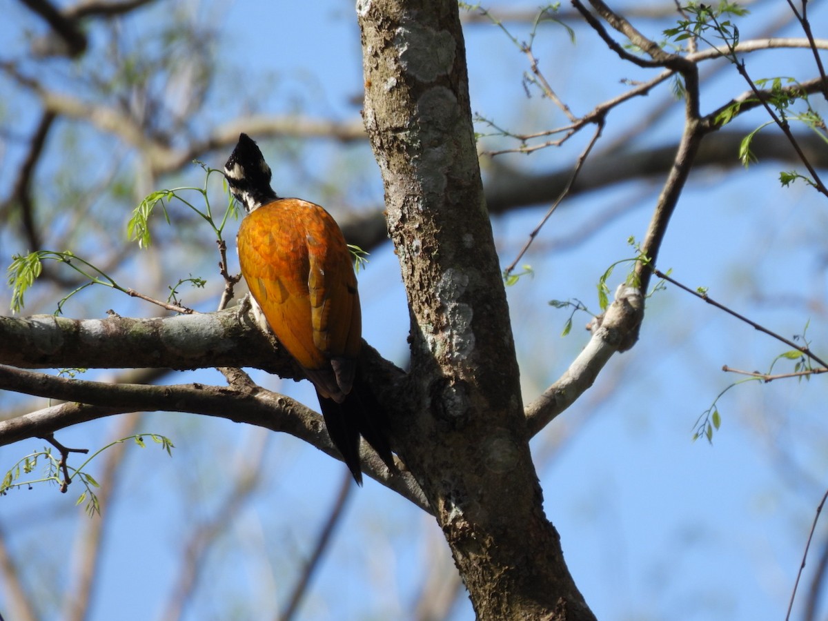 Greater/Common Flameback - Ningappa D