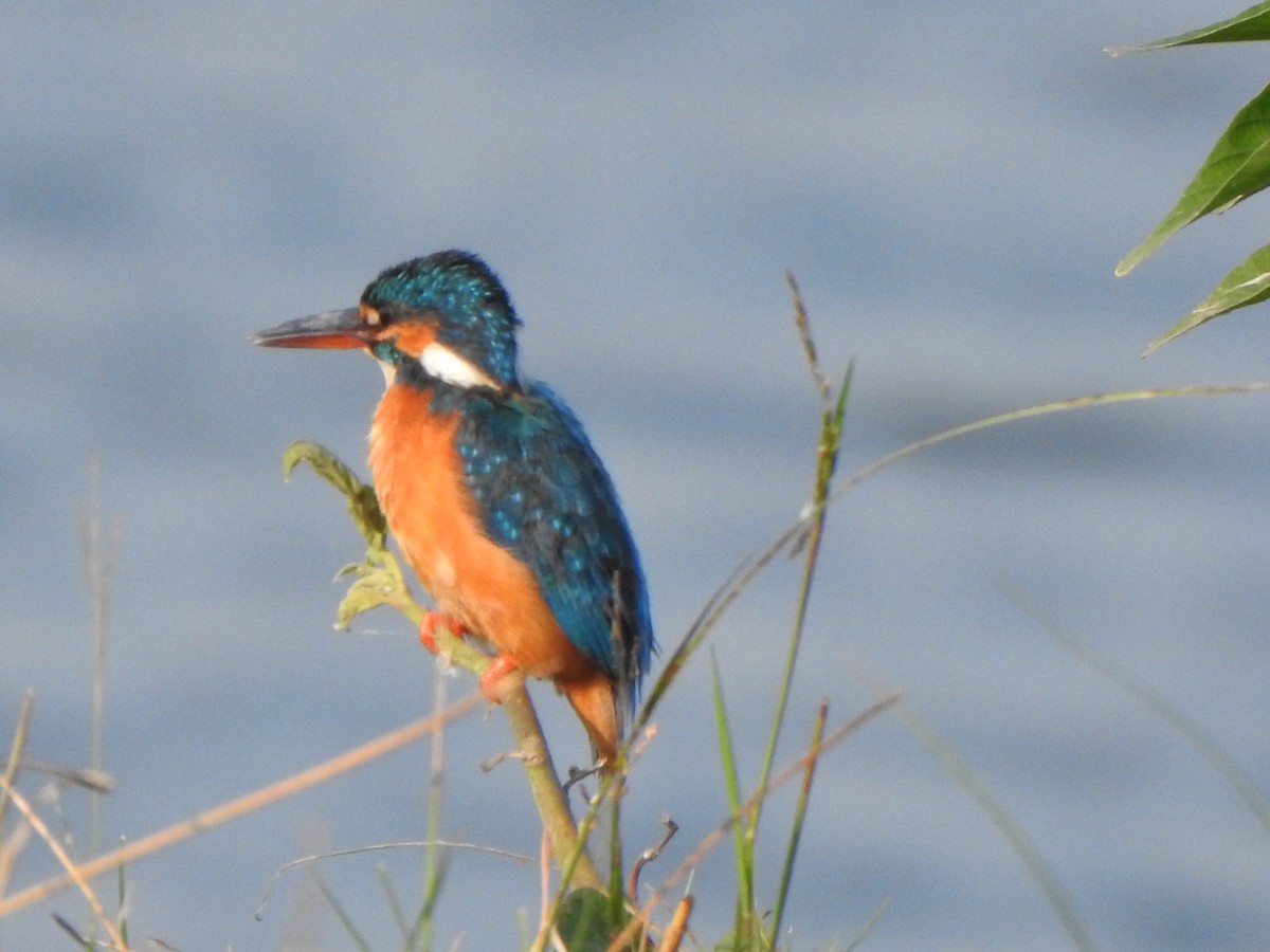 Common Kingfisher - ML534695481