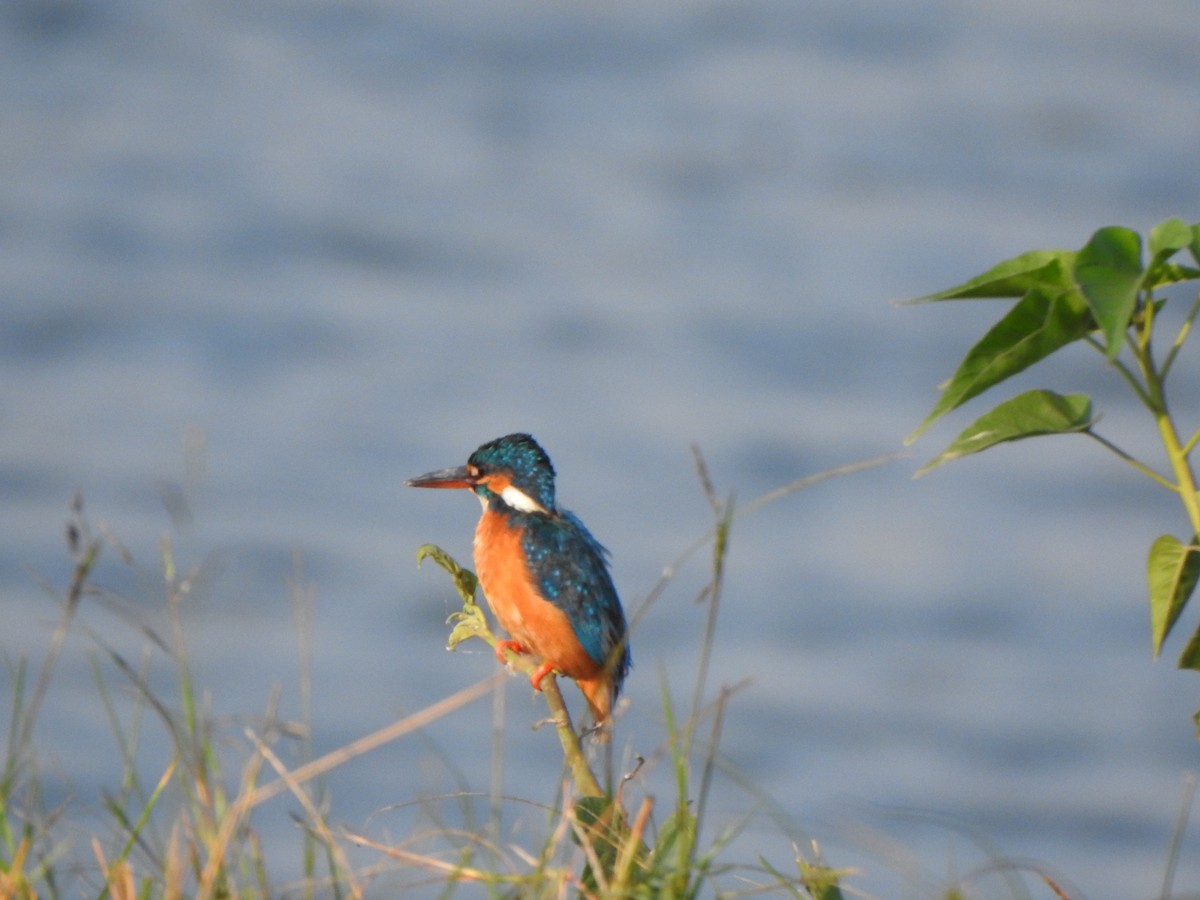 Common Kingfisher - ML534695491