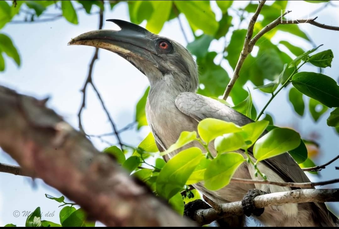 Indian Gray Hornbill - ML534696121