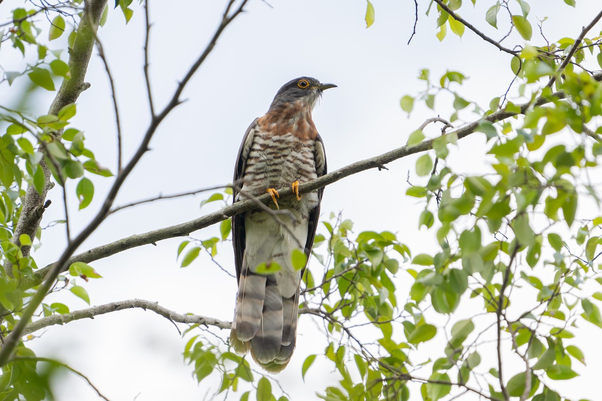 Large Hawk-Cuckoo - ML534697511