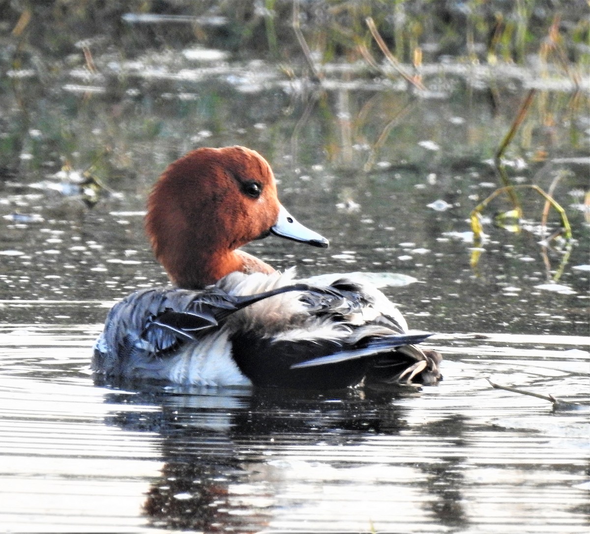 Eurasian Wigeon - ML534698101