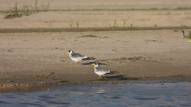 Large-billed Tern - ML534698711