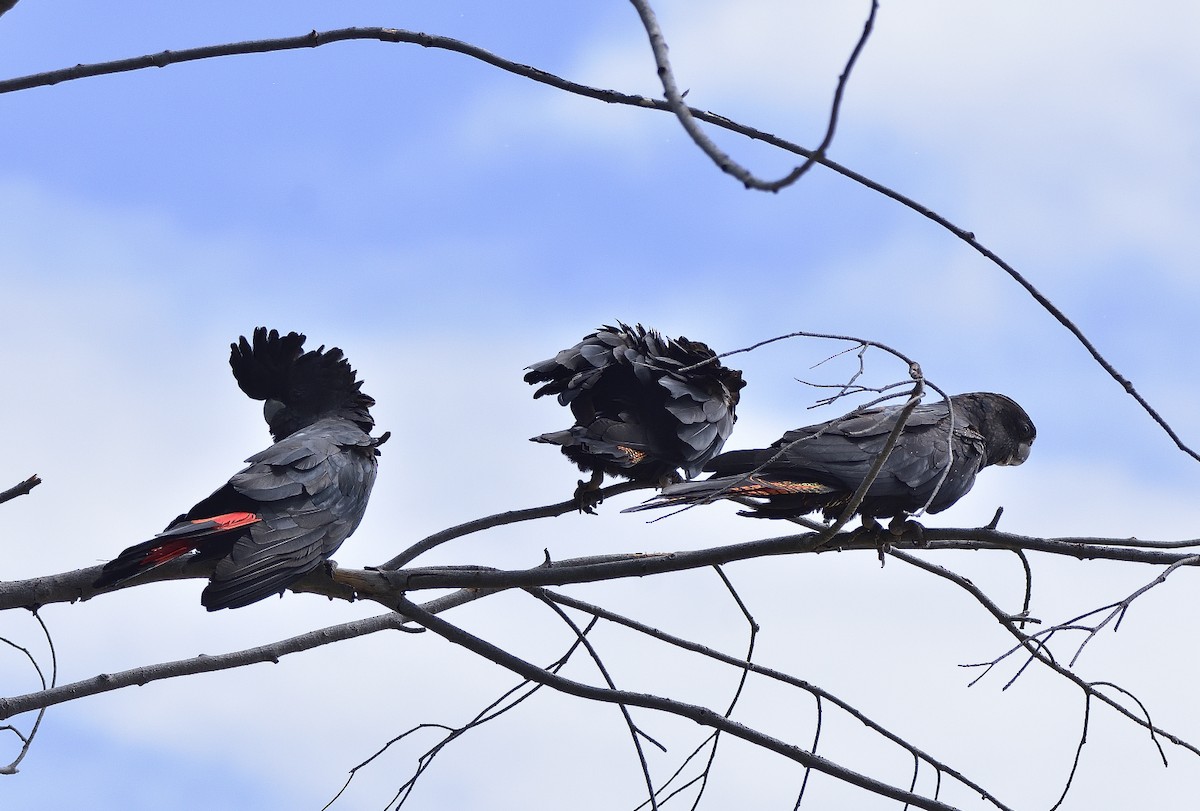 Red-tailed Black-Cockatoo - ML534699211