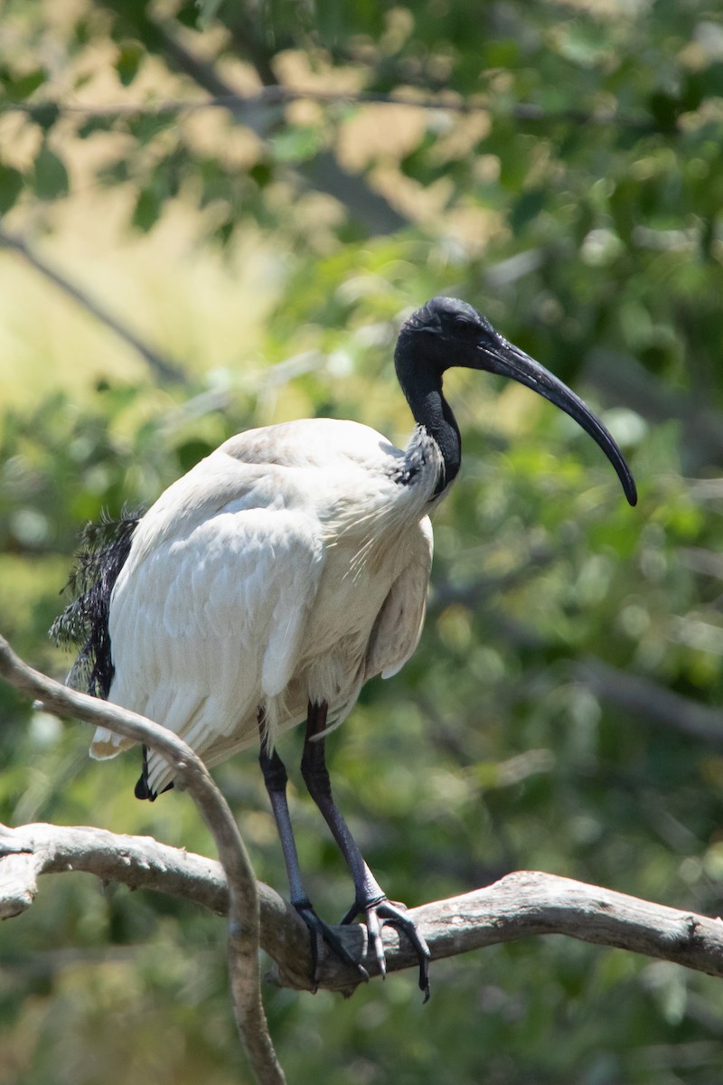 ibis australský - ML534700871