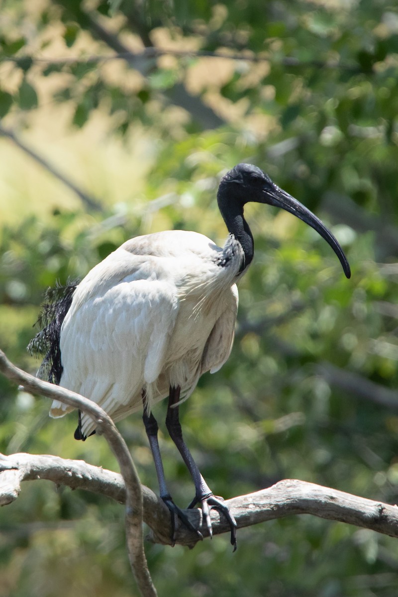 Australian Ibis - ML534700871