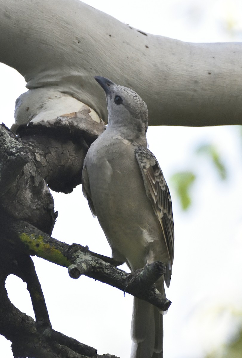 Great Bowerbird - ML534701101