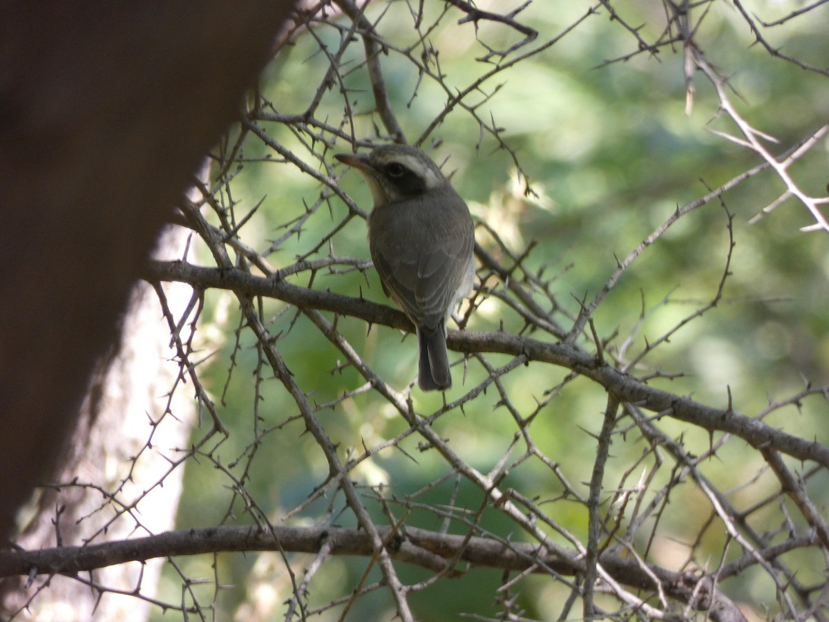 Common Woodshrike - ML534703641