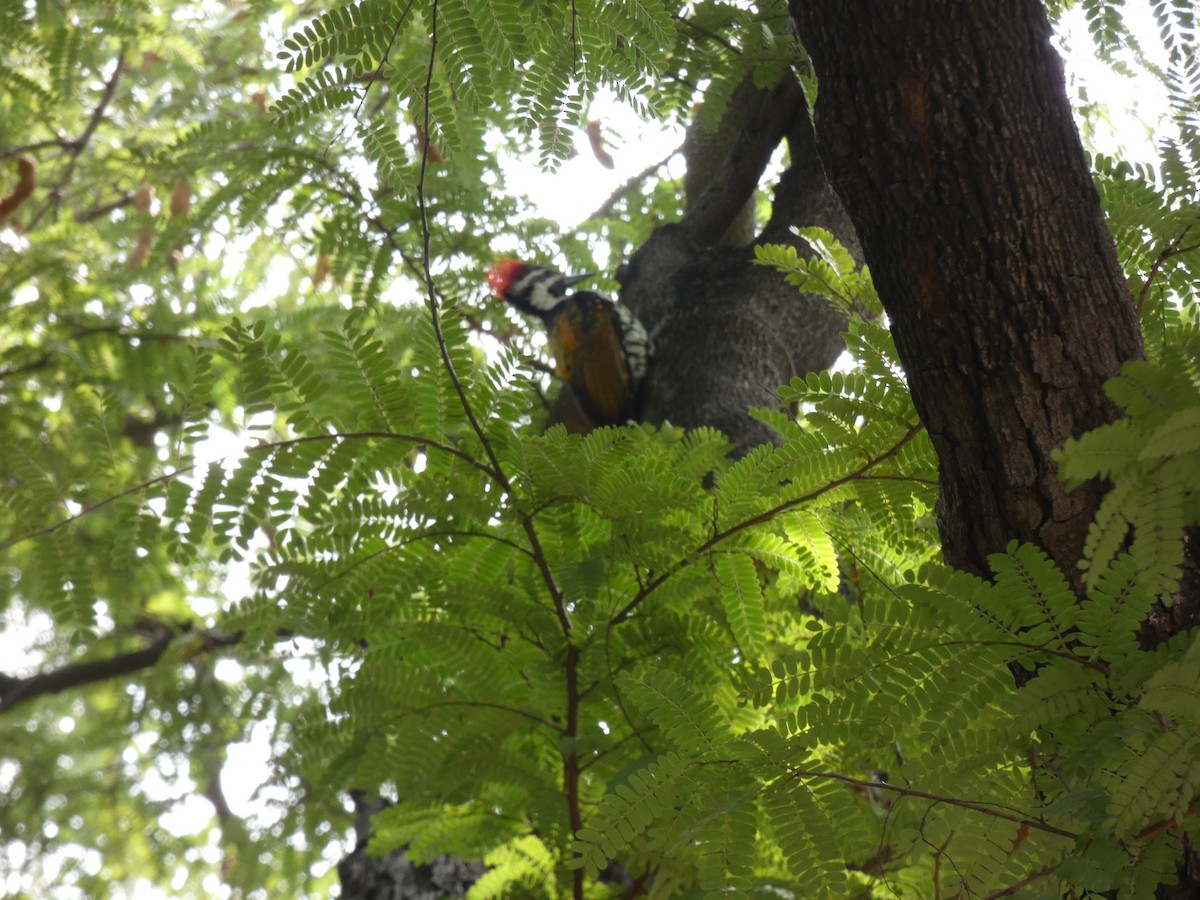 Black-rumped Flameback - ML534704171