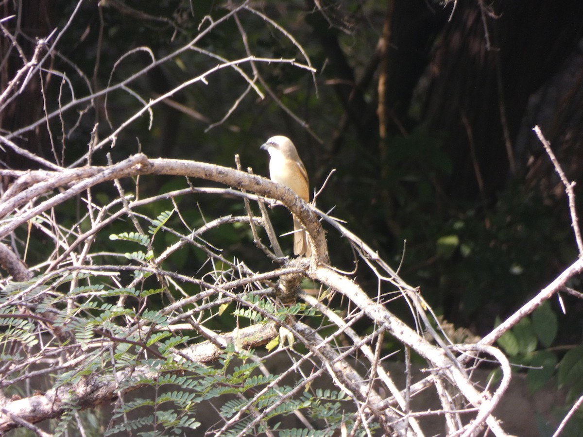 Brown Shrike - ML534704361