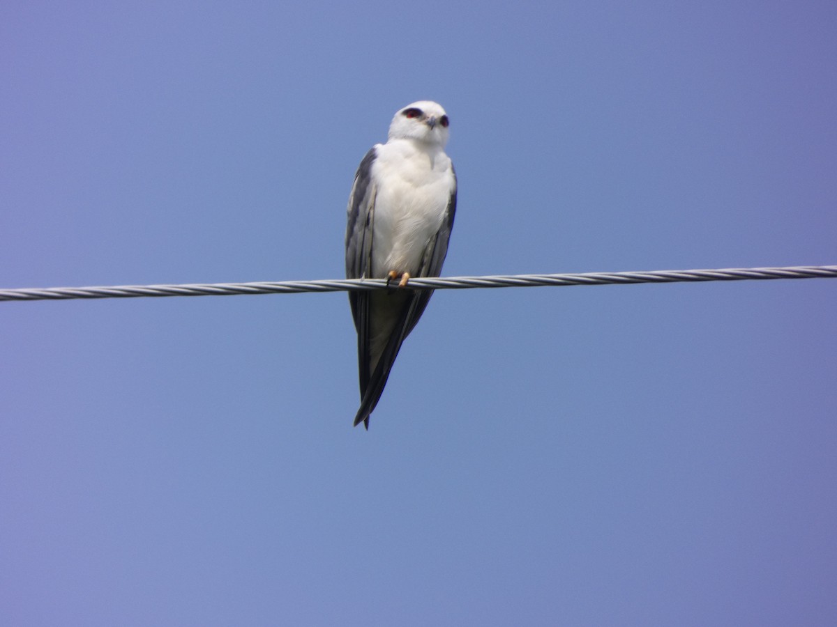 Black-winged Kite - ML534704501