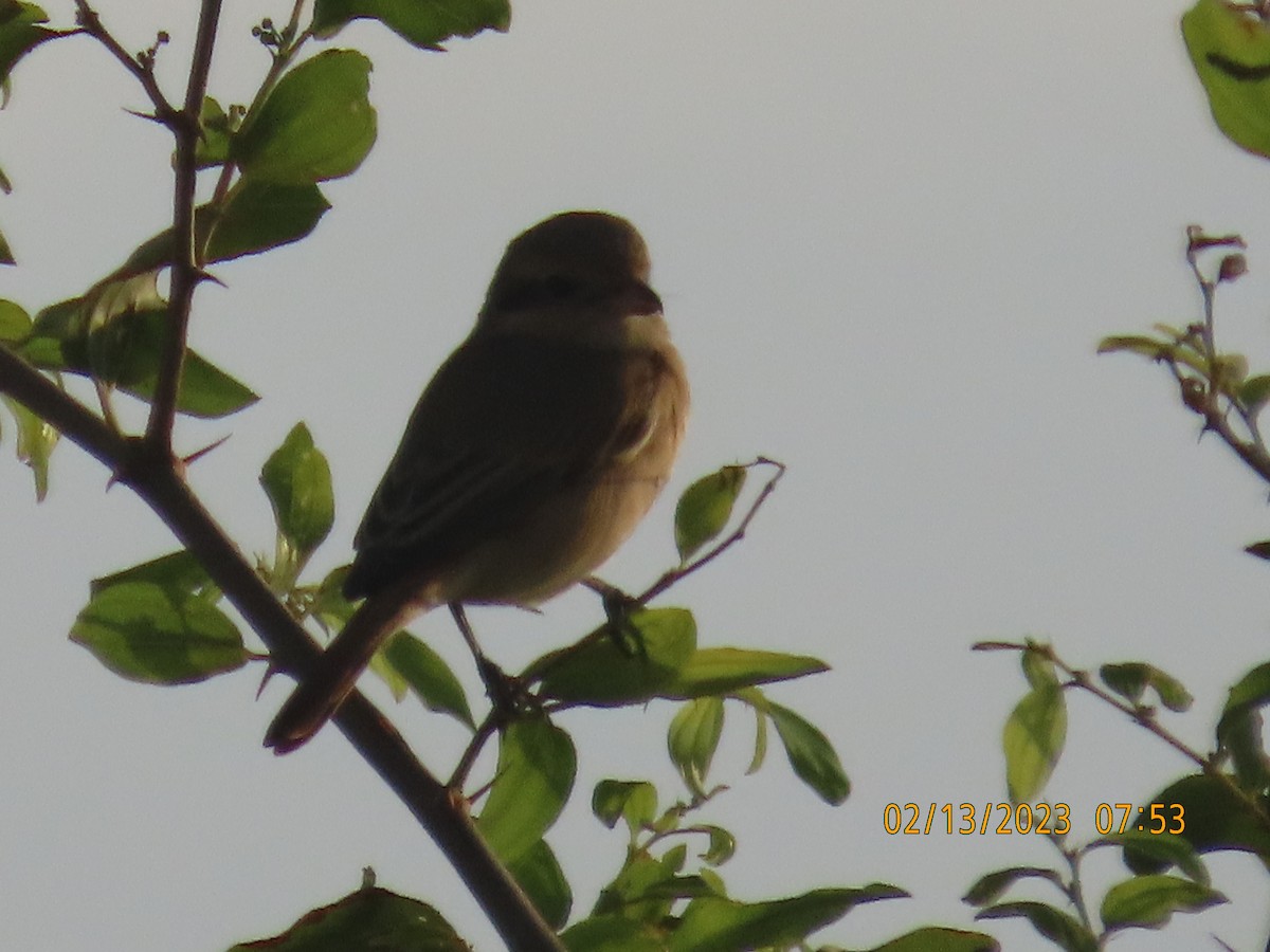 Isabelline Shrike - ML534704791