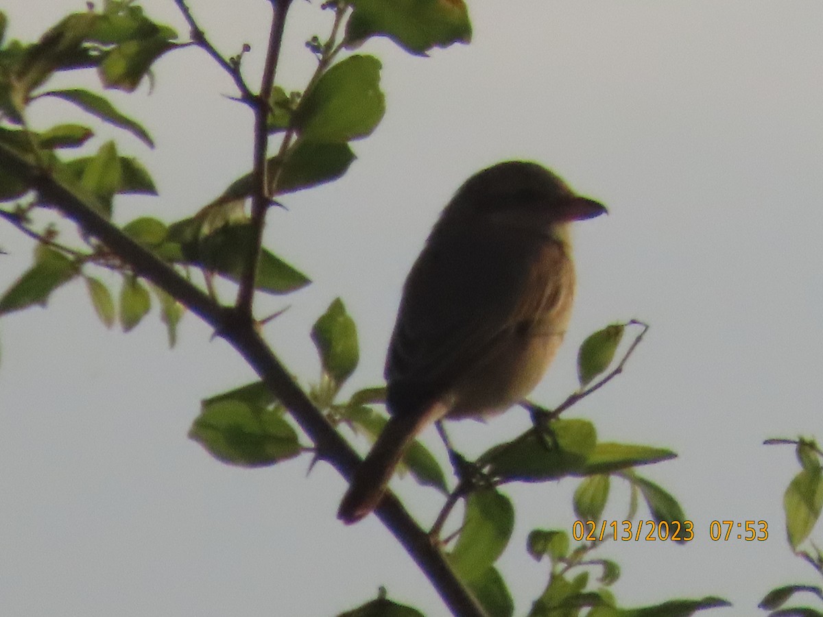 Isabelline Shrike - ML534704801